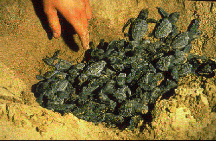 Las Tortugas del Mar recién nacidas