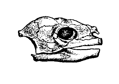 Triassochelys
