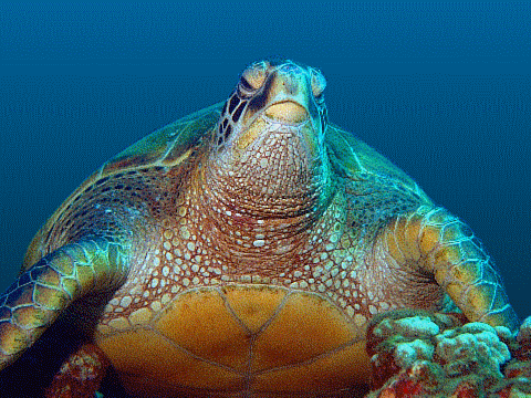 La Tortuga del Mar gigante